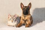 CHAT ET LAEKENOIS 018